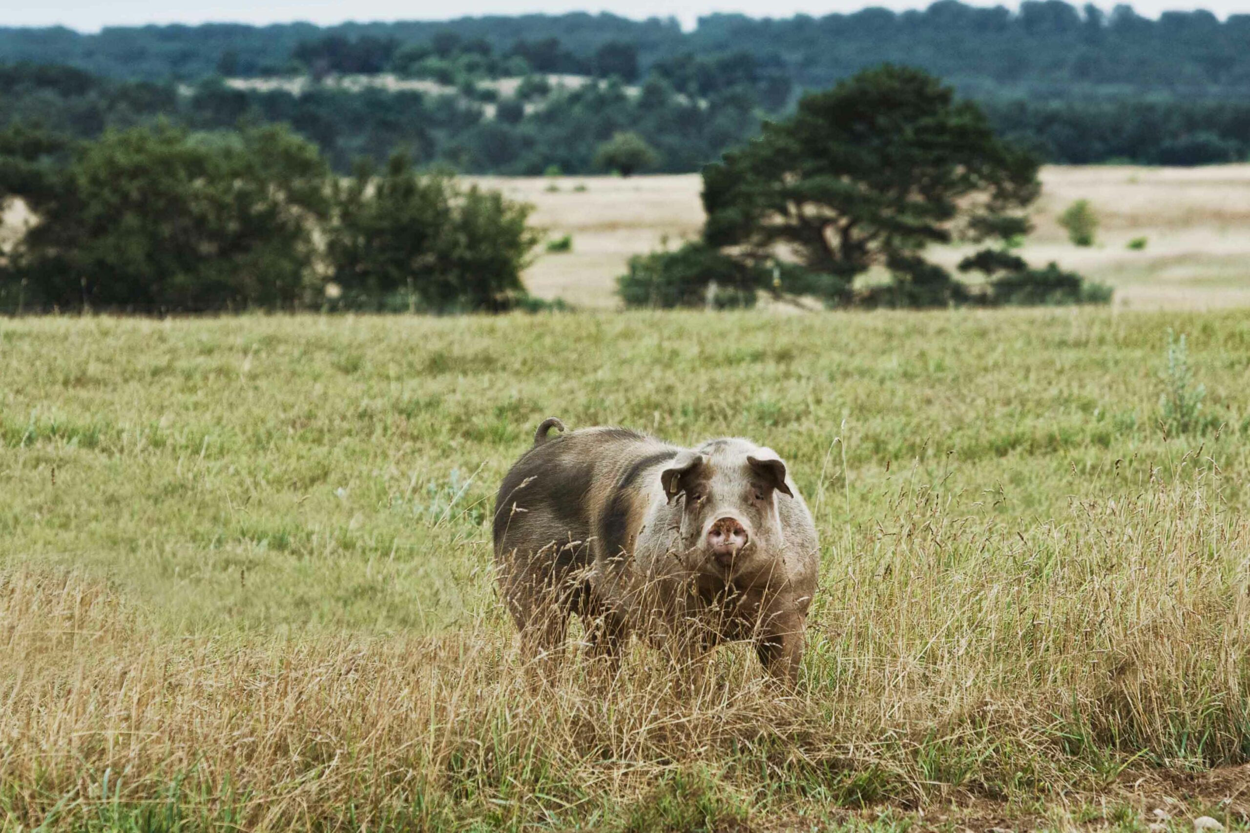 Zehn Jahre Erfolg mit dem Havelländer Bio-Apfelschwein